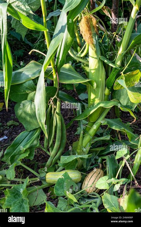 Three Sisters Method Of Growing Corn Maize Beans And Squash As