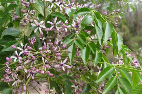 Melia Azedarach Australian Native Plants Society Australia