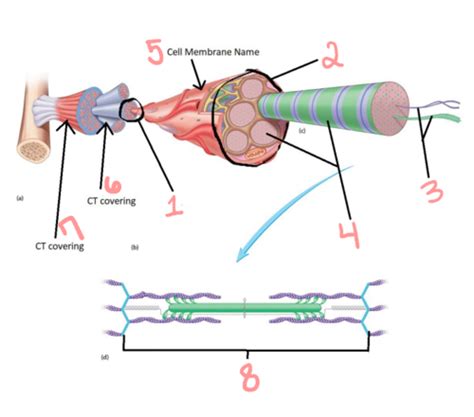 Lab 5 Nervous Muscle Tissue And Neuromuscular Junction Flashcards