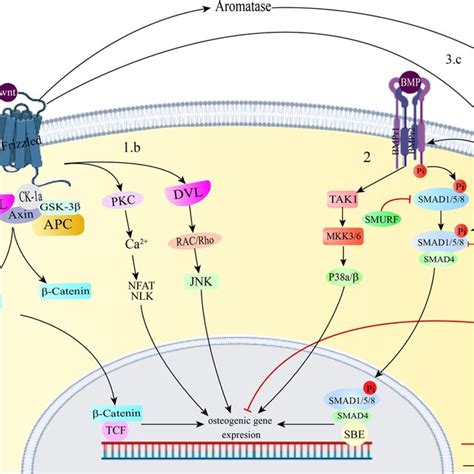 1 The Wnt Signaling Pathway Is Initiated By The Binding Of The Download Scientific Diagram