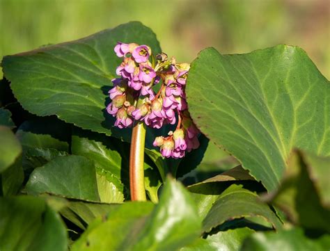 Bergenia Crassifolia Guide How To Grow Care For Winter Blooming