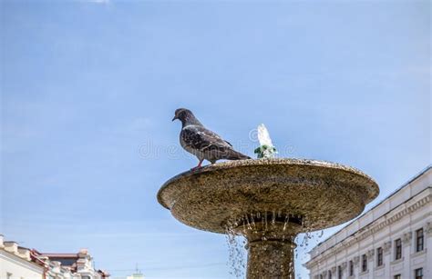 Dove stock image. Image of symbol, pigeon, hand, freedom - 222296383