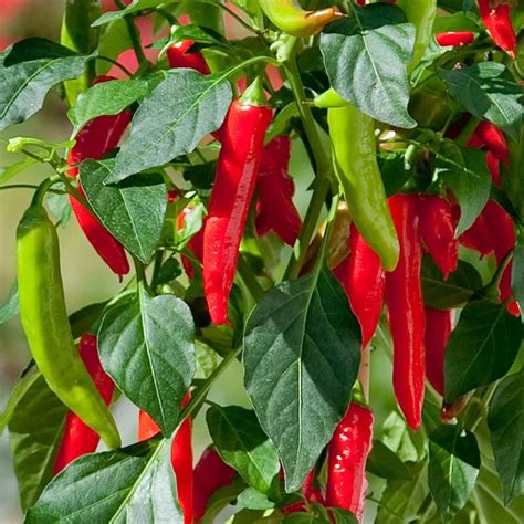 Hot Fajita Edible Potted Pepper Seeds Weseeds