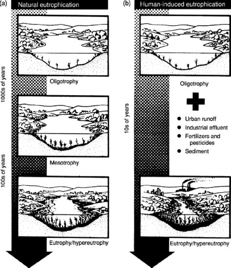 5: Eutrophication progression. (a) natural eutrophication, (b ...