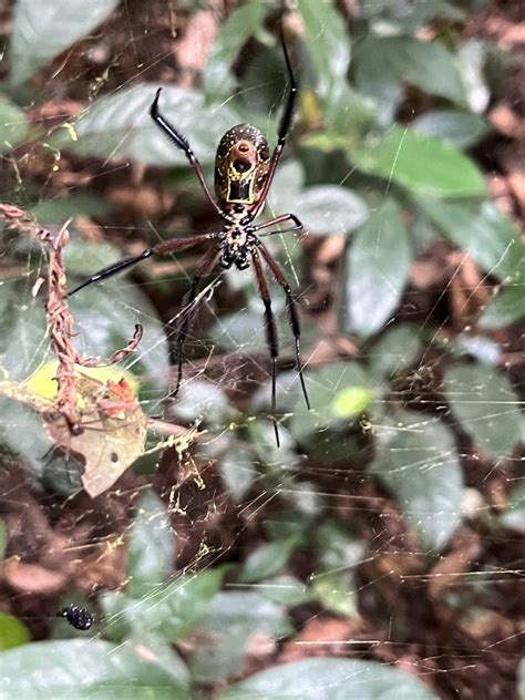 Hairy Golden Orb Weaving Spider From Nola CF SE CF On July 19 2023