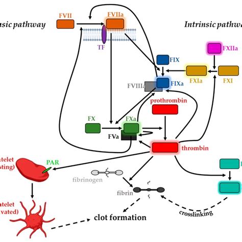 Schematic overview of the coagulation cascade: Extrinsic pathway is... | Download Scientific Diagram