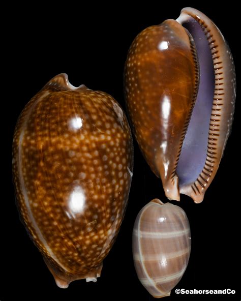 Atlantic Deer Cowry Macrocypraea Cervus Linnaeus 1771