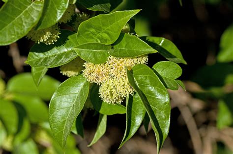 Vascular Plants Of The Gila Wilderness Maclura Pomifera