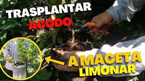 C Mo Hacer Un Acodo Aereo Al Limonero Trasplantar Acodo A Maceta