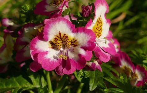 Fleurs bisannuelles notre sélection des meilleures fleurs pour votre