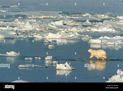 Polar Bear Ursus Maritimus Walking Across Newly Formed Sea Ice On