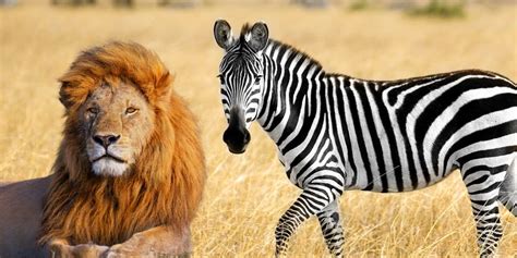 The Circle of Life: Lion Pride Seen "Guarding Dead Tired Zebra" at ...