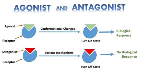 Difference Between Agonist And Vs Antagonist Drugs Relationship Between