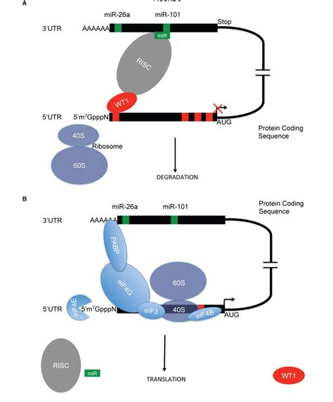 14 Schematic Model Of Wt1 Post Transcriptional Regulation Of Ezh2 A