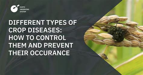 Crop Diseases: How To Identify, Control, And Prevent