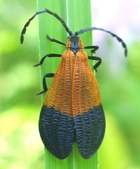 Lycidae Dorsal Calopteron Terminale Bugguide Net