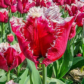 San Pablo Tulip Brecks Premium Bulbs