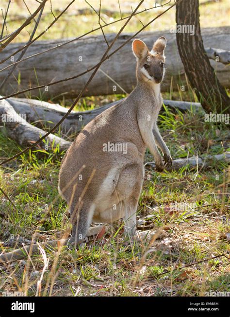 Portrait of beautiful Australian whiptail wallaby, Macropus parryi, in the wild at Kroombit Tops ...