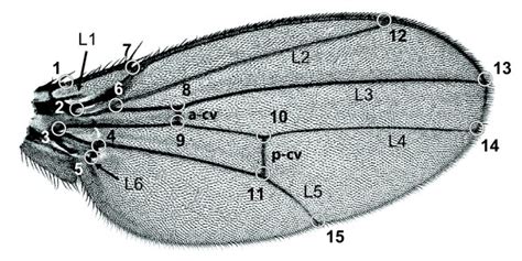 A Drosophila wing and the 15 landmarks used to characterize its shape ...