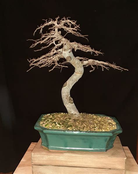 Img Wa Adictos Bonsai Flickr