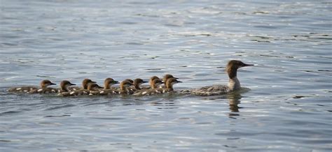 Duck And Ducklings Swimming In A Row Photograph by Keith Levit - Pixels