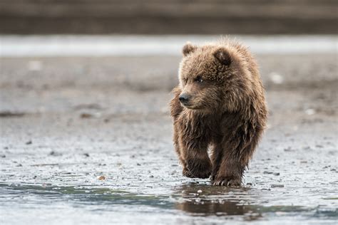 Brown Bear Cub on the Move | Sean Crane Photography