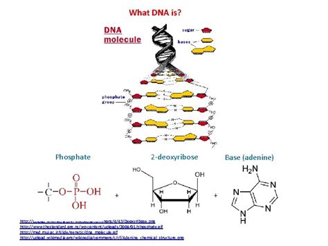 Introduction To Dna Origami Synthesis Of Dna Origami