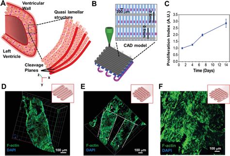 Designing Of An Anisotopic D Printed Cardiac Like Construct And Its