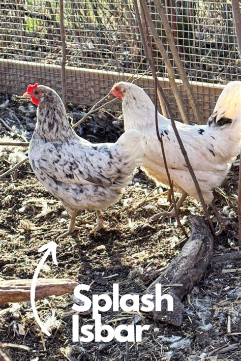 All About Isbar Chickens Silverudd S Blue Boreal Bloom Homestead