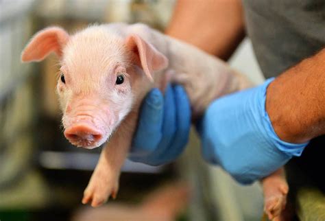 Bei der Kastration von Ferkeln darf der Tierschutz nicht zurückgedreht