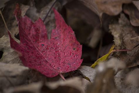 Autumn Macro Sheet Leaf Maple Fallen HD Wallpaper Pxfuel