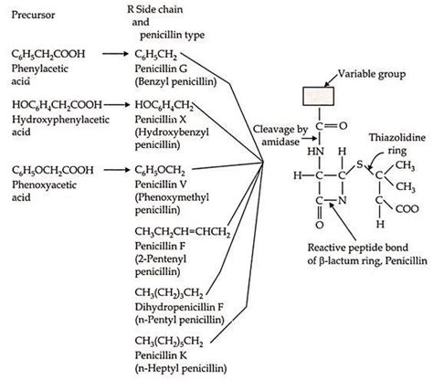 Penicillin: History, Structure, Production and Recovery