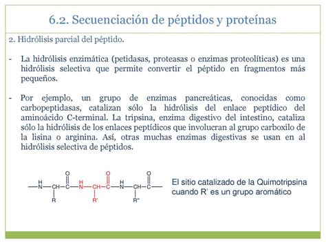 Amino Cidos P Ptidos Y Prote Nas Ppt Descargar