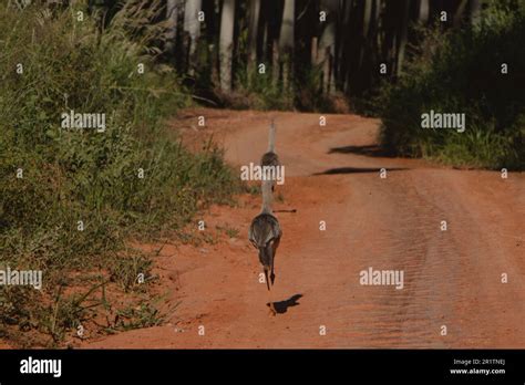 seriema bird running Stock Photo - Alamy