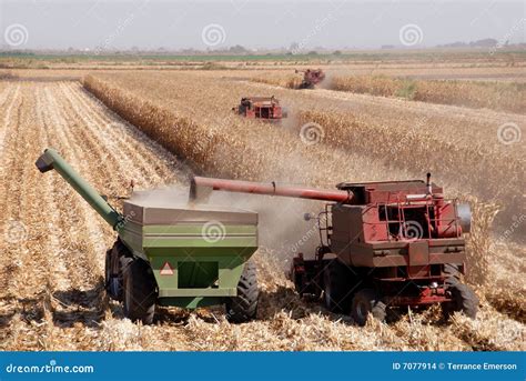 Harvesting Corn stock photo. Image of working, grains - 7077914