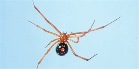 6 Most Venomous Spiders in Florida | Identification and Risk