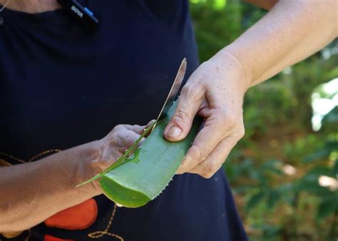 Babosa Como Usar Na Pele - Como usar babosa na pele: aprenda a receita do hidratante