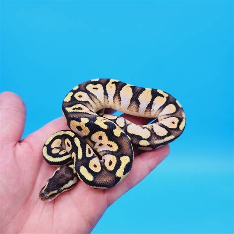 Female Calico Yellow Belly 100% Het Puzzle (FREE Shipping) – Frank