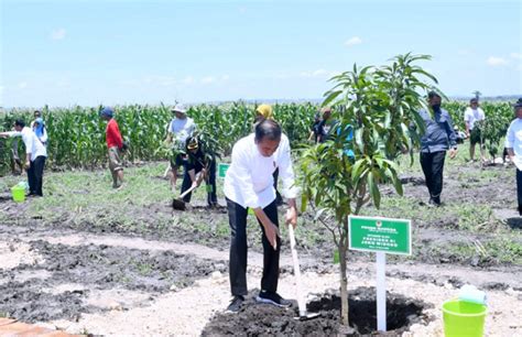 Presiden Jokowi Tanam Pohon Mangga Bersama Para Petani Sahabat Rakyat