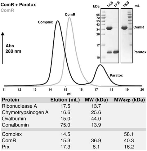 Size Exclusion Chromatography Protein Standards