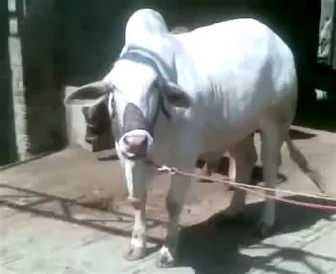 Most Beautiful Cow Cow Qurbani In Lahore Qurbani In Bakra Eid Funny