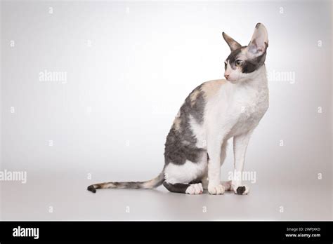 Cornish Rex Breed Male Cat Posing For Portrait In Studio Stock Photo