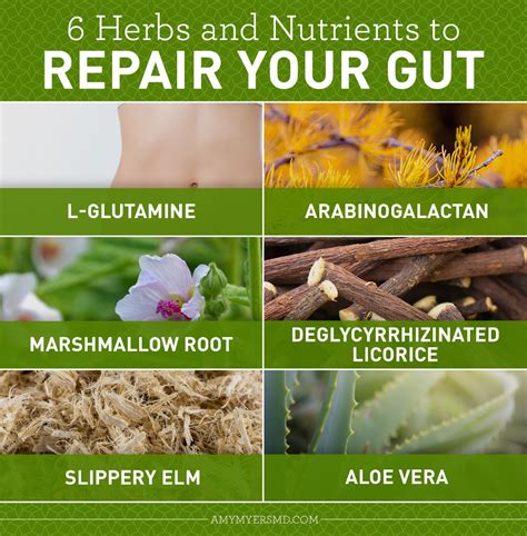 Restore Gut Health With 6 Herbs And Nutrients Herbs Gut Health Nutrient