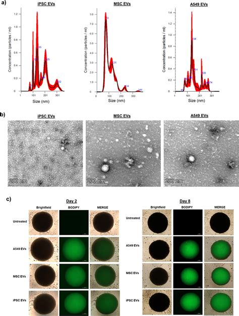 Ev Characterization And Uptake Assay Evs From Stem Cells Mscs Ipscs Download Scientific