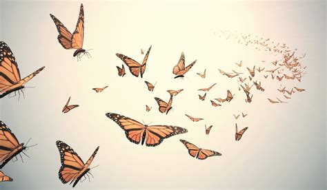 Butterflies The Ultimate Symbol Of Freedom