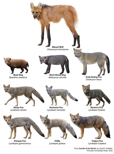 Coyote Wolf Size Comparison