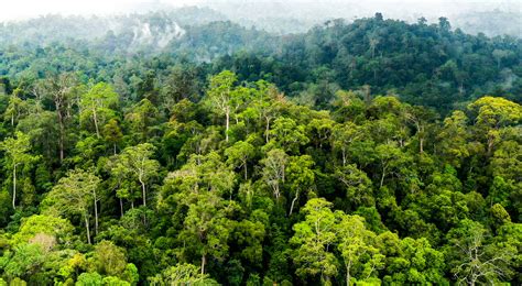 Kelola Hutan Berkelanjutan Demi Bumi Tetap Nyaman