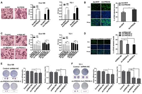 Prdx6 Promotes The Proliferation And Colony Formation Of Escc Cells Download Scientific