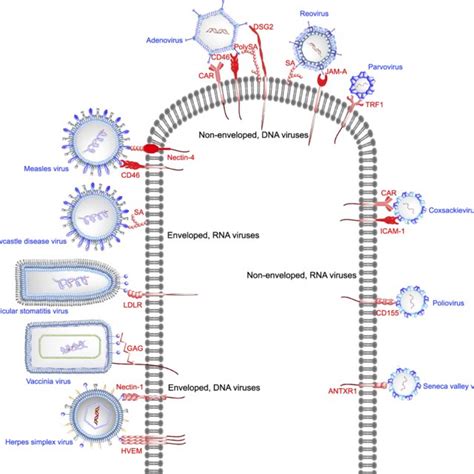 Pdf Virusreceptor Interactions And Virus Neutralization Insights