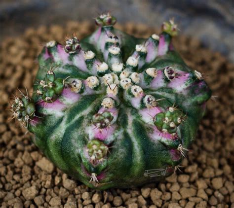 Gymnocalycium